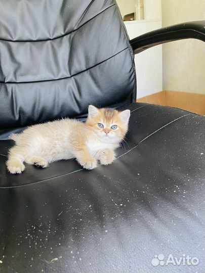 Шотландские котята+кот на вязку