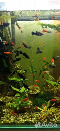 Аквариумные рыбки