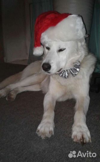 Хаски в добрые руки