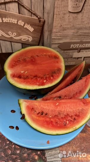 Рассада уральских арбузов и дынь