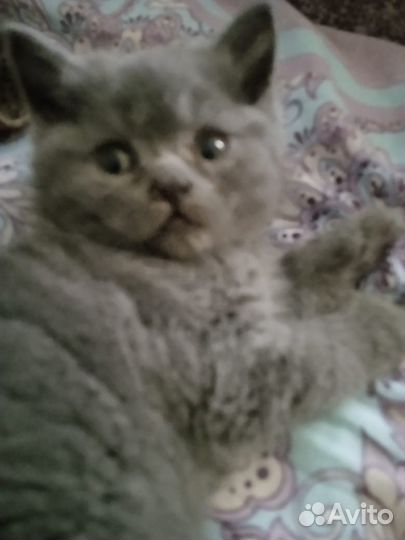 Британская