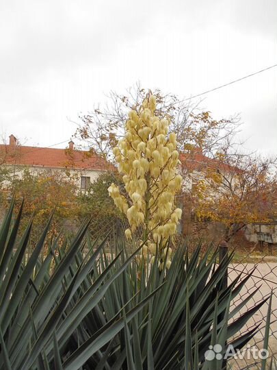 Кусты вечно зелёного юкки и зизифуса