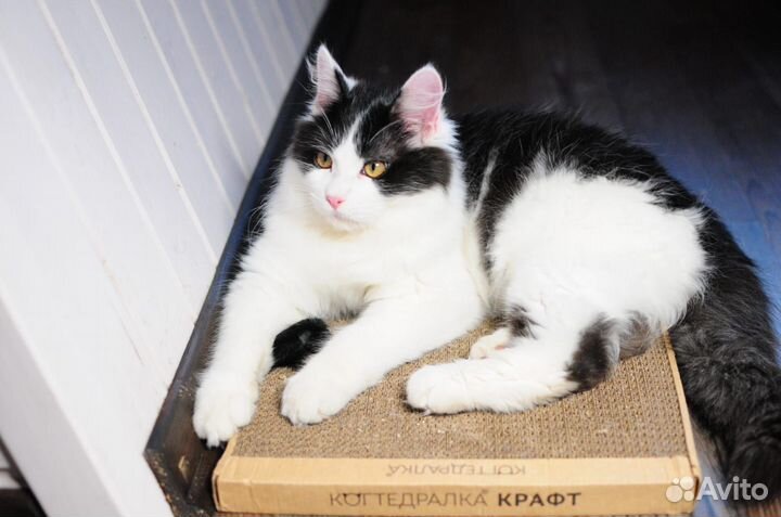 Отдаю чудесного котика в добрые руки