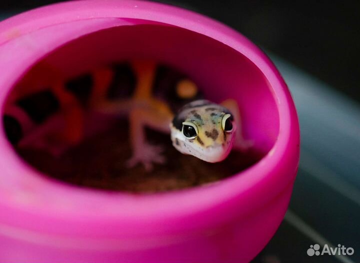 Маленькие эублефары