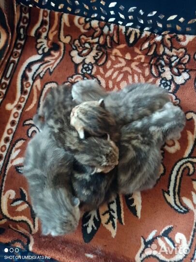 Шотландские котята