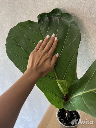 Фикус Лирата Колумнарис