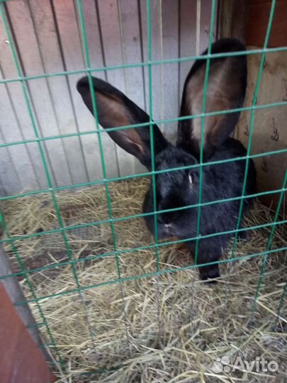 Кролики для вязки
