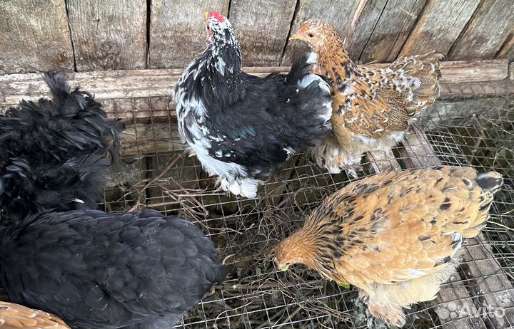 Молодые карликовые кохинхины