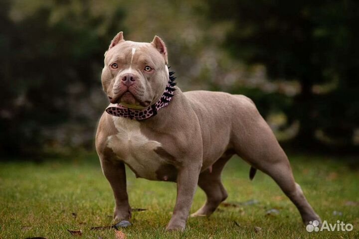 Кастрация, стерилизация,купирование ушей