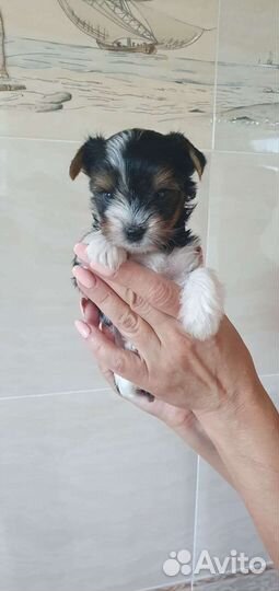 Щенки бивер йорка мини