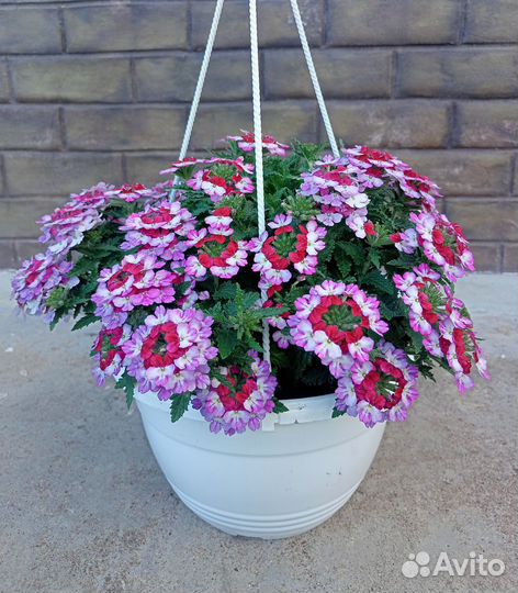 Петуния ампельная