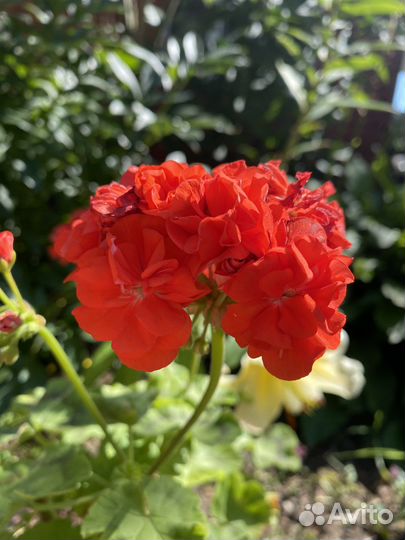 Пеларгонии сортовые