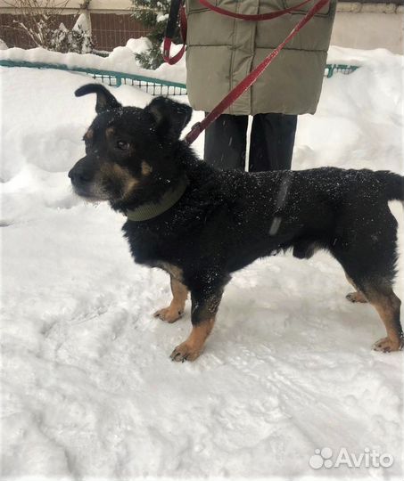 Спасенный из якутского ада пинчер ищет дом