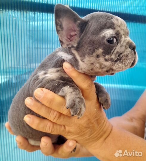 Французский бульдог щенки