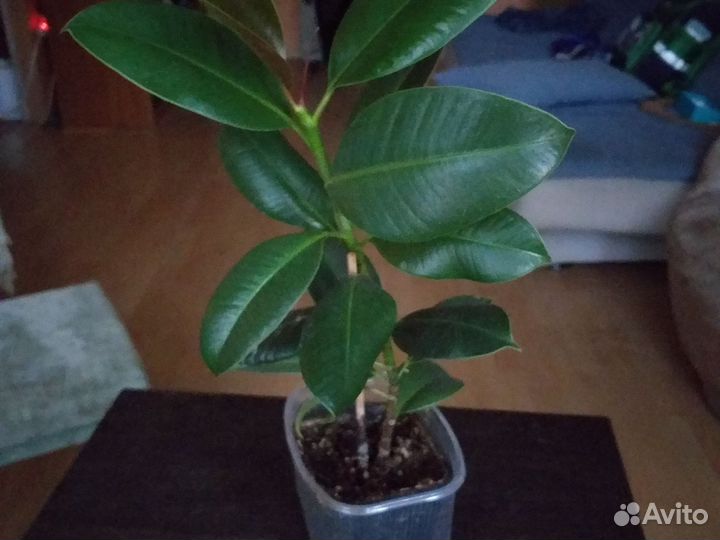 Фикус каучуконосный