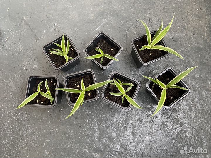 Хлорофитум