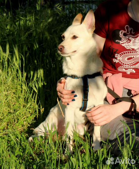 Собачка ищет дом