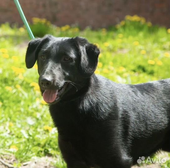 Крутой щенок