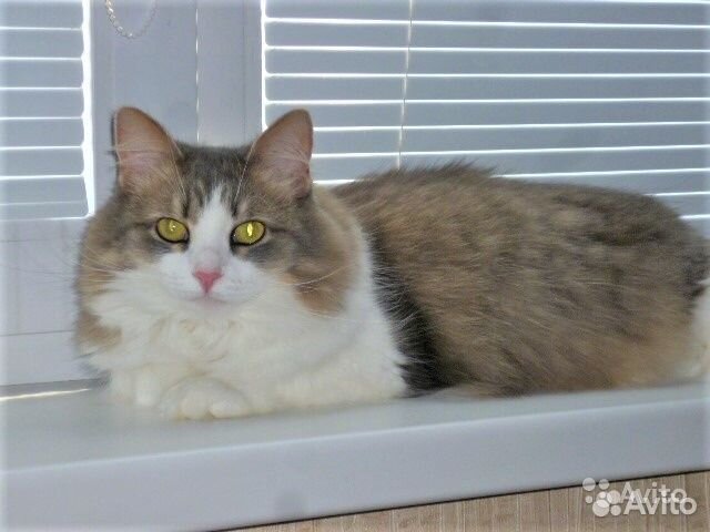 Передержка кошек