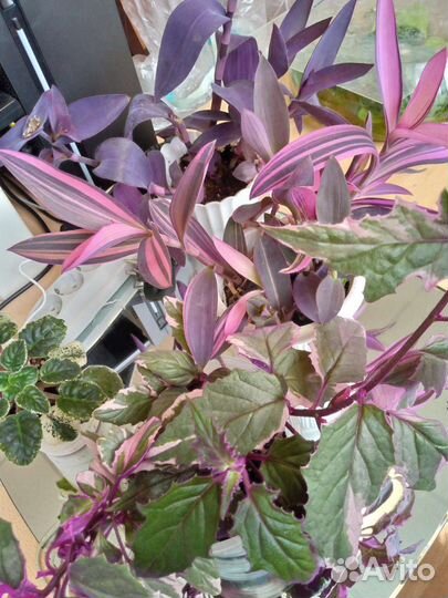 Папоротник нефролепис