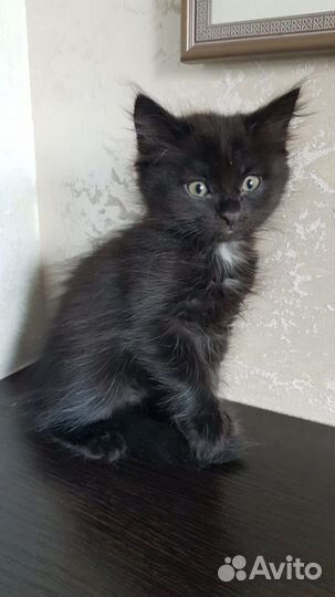 Котята ищут дом