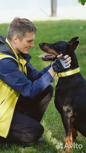 Дрессировка собак кинолог