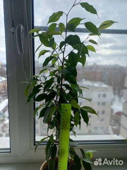 Фикус бенджамина