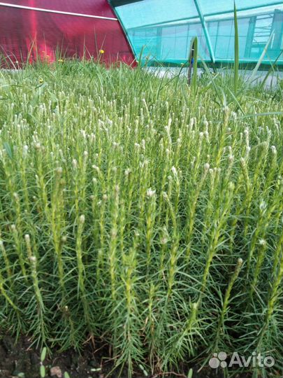 Саженцы сосны обыкновенной зкс от производителя