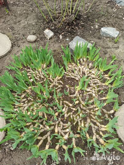 Садовые растения