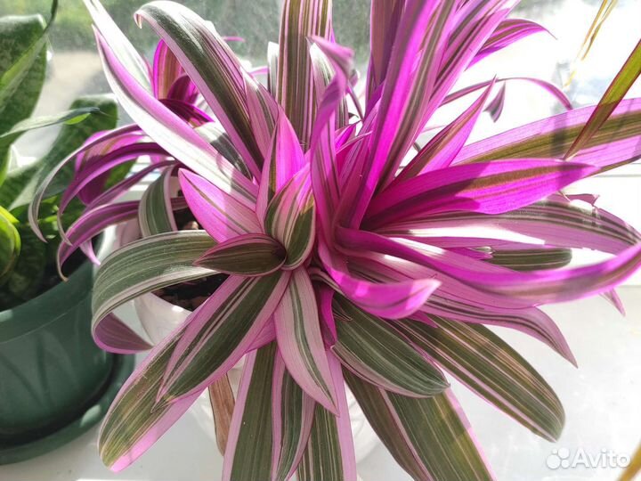 Традесканция розовая