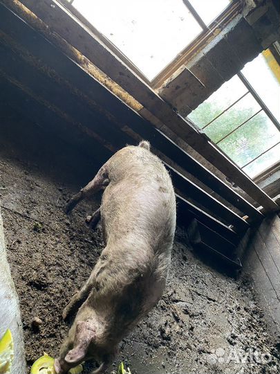 Продам хряка
