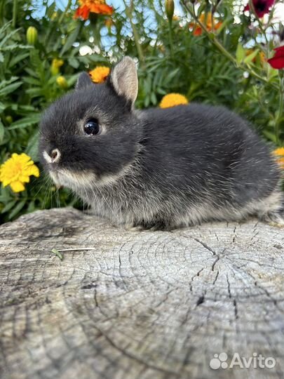 Самые маленькие карликовые декоративные кролики