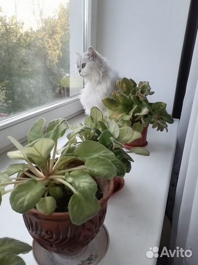 В добрые руки