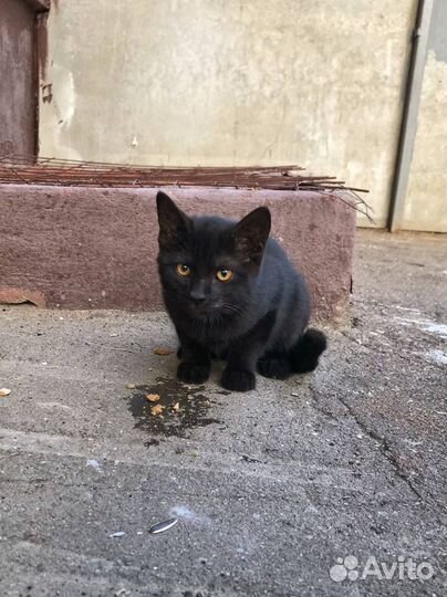 Ищем дом котенку