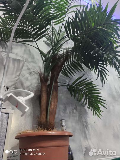 Искусственная пальма
