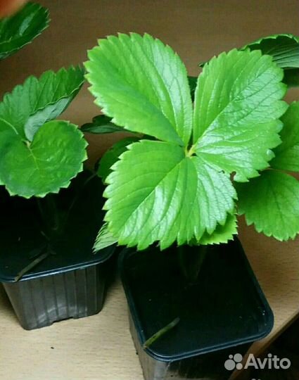 Саженцы клубники Азия,Елизавета-2, Аромас(рассада)