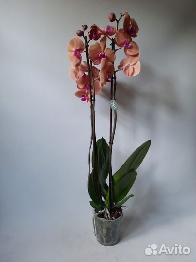 Орхидея Gold Sun 3 цветоноса