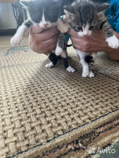 Котята в добрые руки