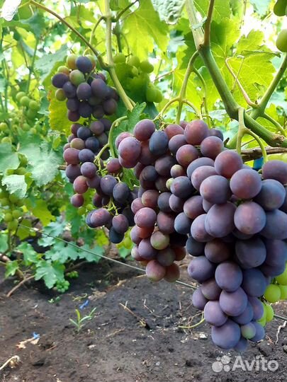 Сорт винограду "Шансон" - сезон 2022 Grape variety "Shanson" - season 2022 - You