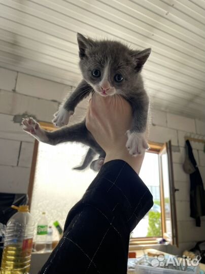 Котята
