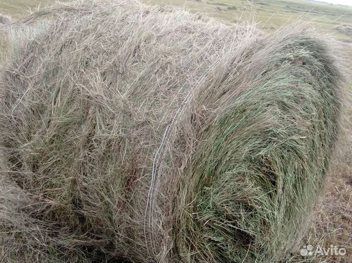 Сено в тюках