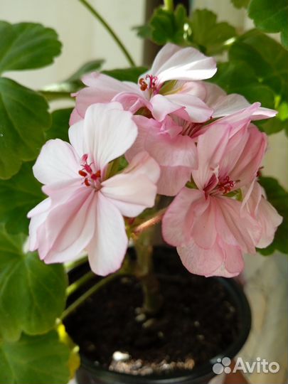 Пеларгония герань