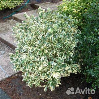 Бересклет японский вечнозелёный Браво / Bravo