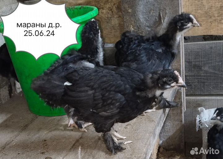 Цыплята легбары, борковская борвистая, шёлки