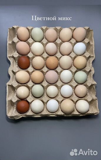Инкубационное яйцо цветной микс