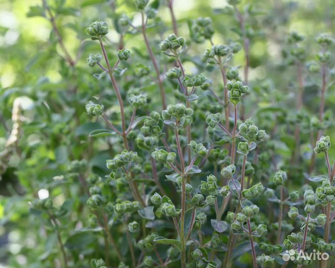 Семена Майорана 