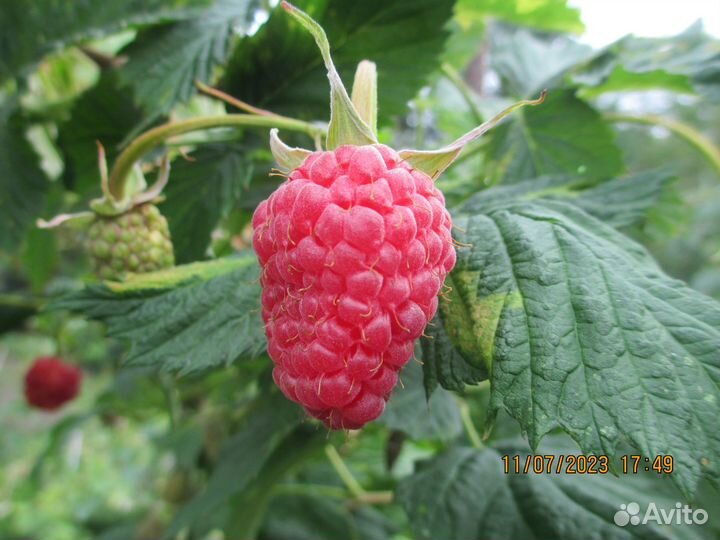 Саженцы чёрной смородины, малины