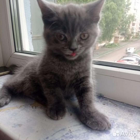 Британская кошка в дар