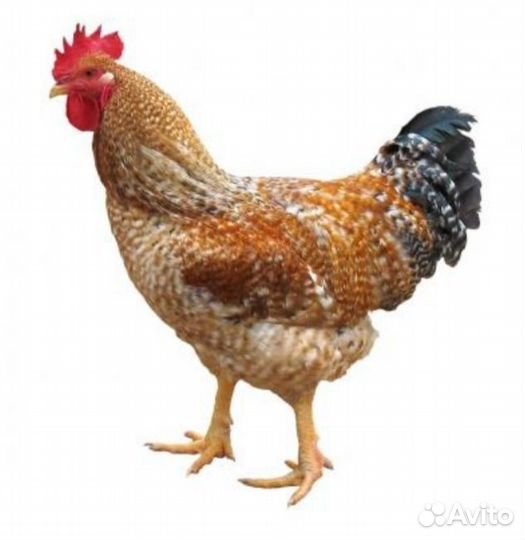 Петухи молодые