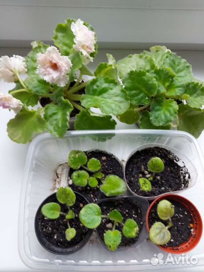 Сортовая фиалка 